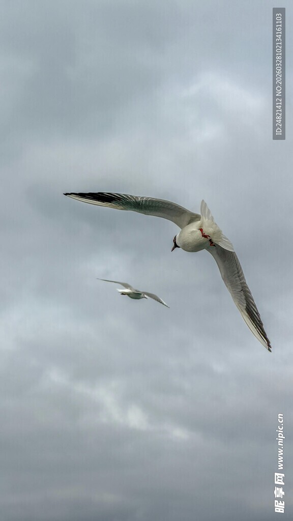 天空中翱翔的两只海鸥