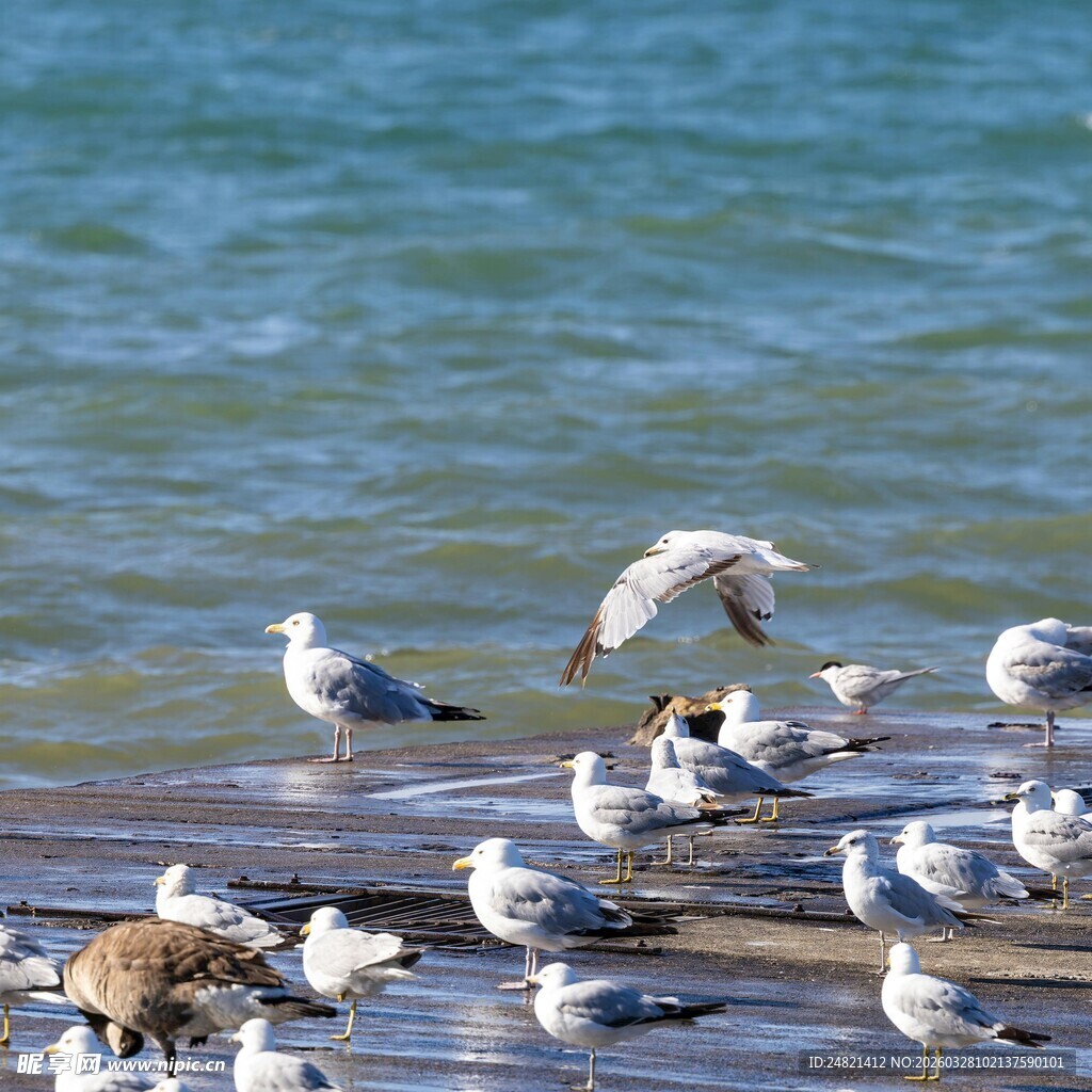海边群鸥聚集的美丽景象
