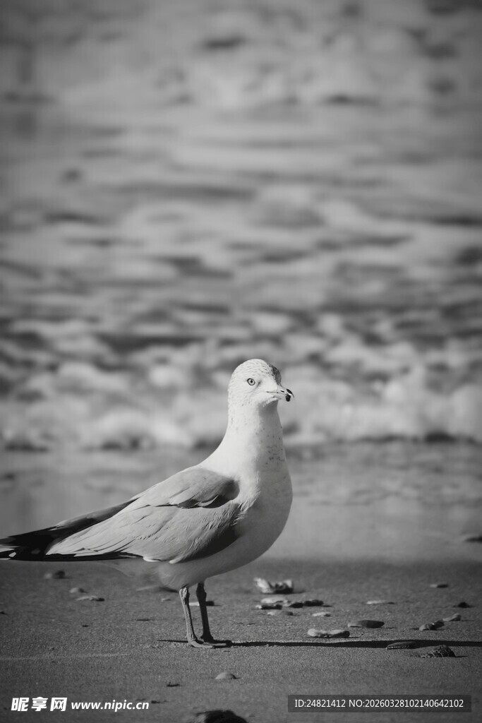 海边单只海鸥的静谧瞬间
