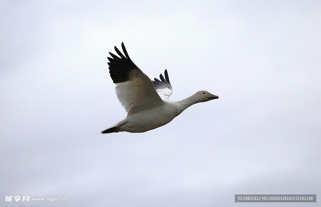 天空中飞翔的白色飞鸟