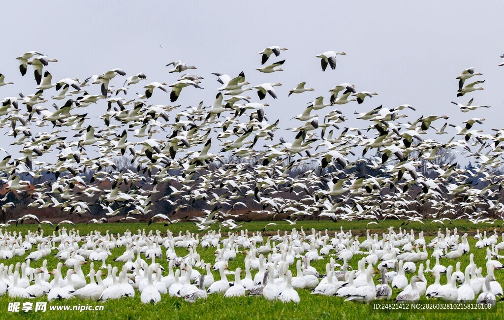 群鸟飞舞于田野之上