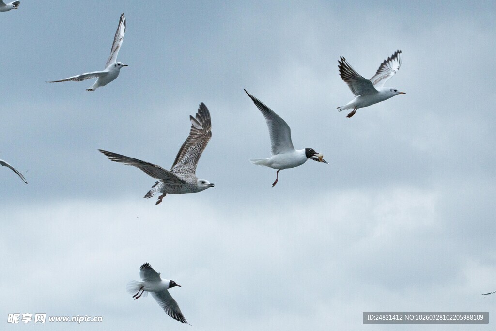 天空中飞翔的群鸟