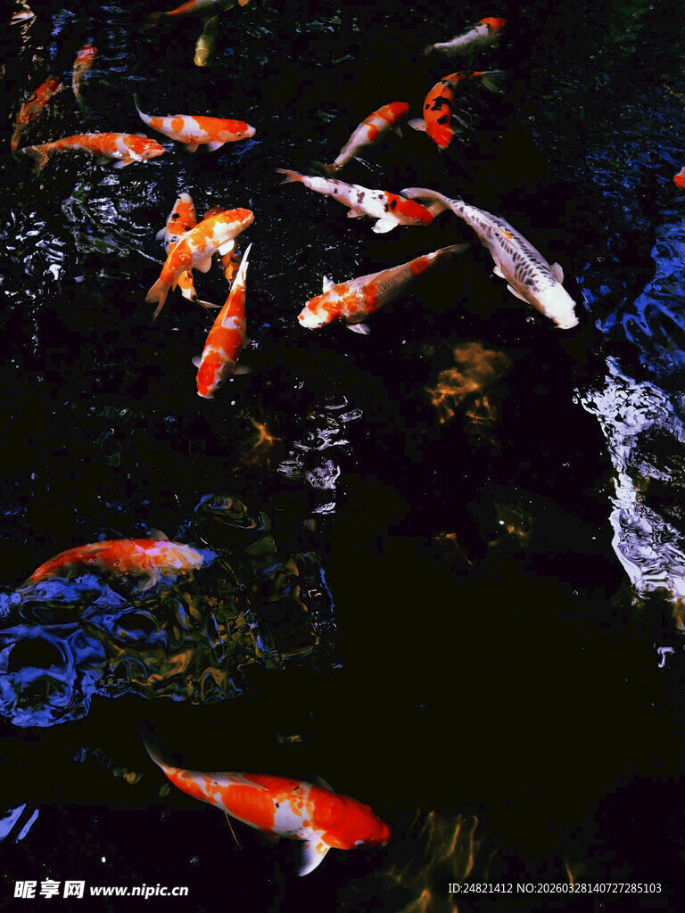 池塘中游动的多彩锦鲤