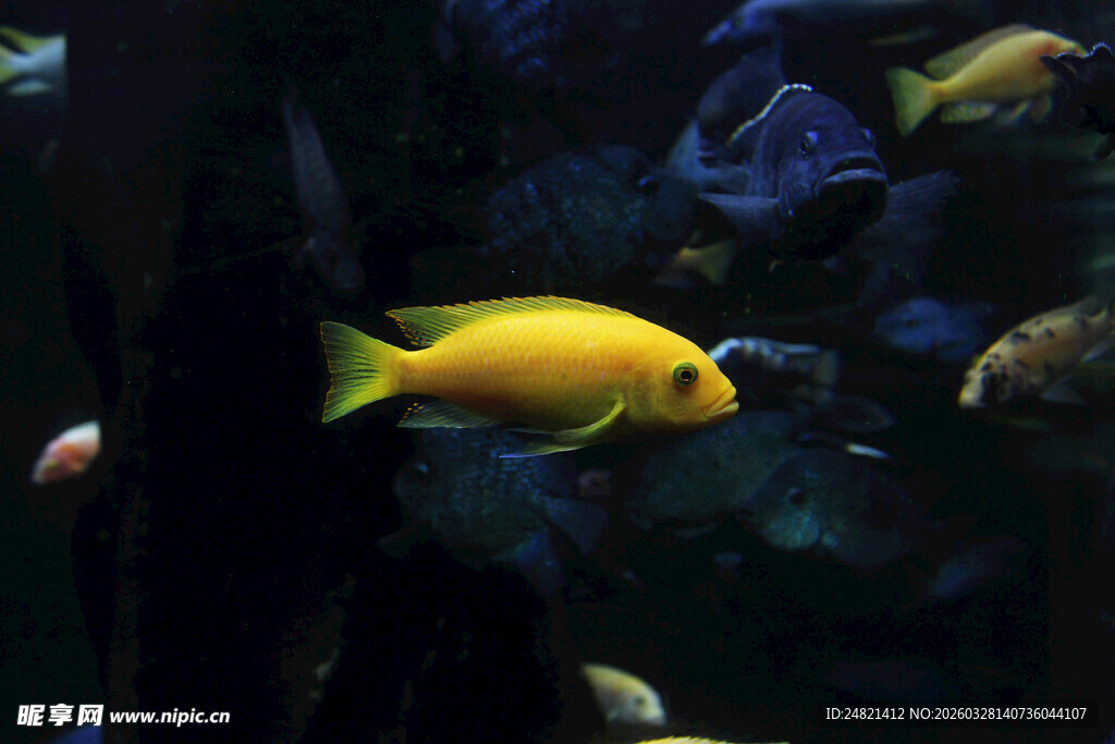黄色小鱼在水中游动