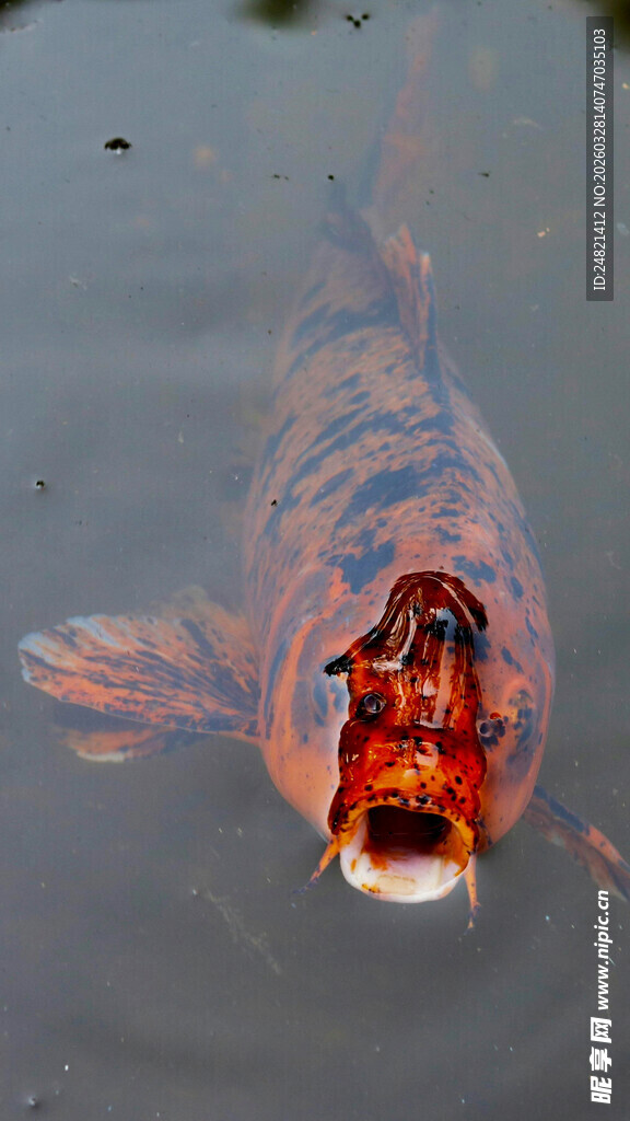 水中艳丽锦鲤特写