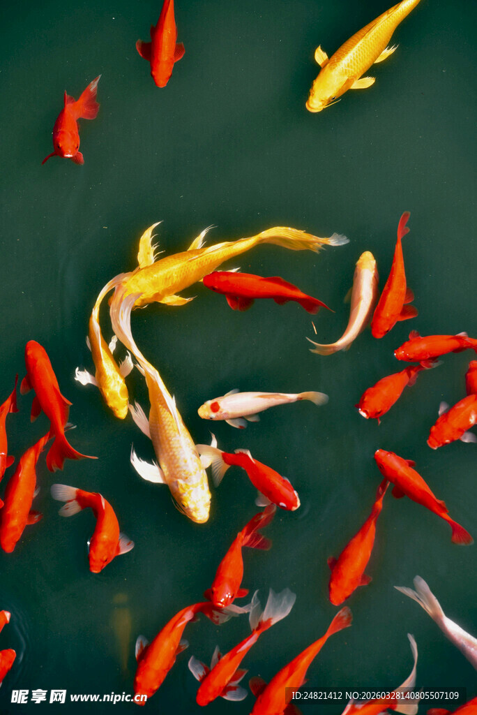 池塘中游动的多彩锦鲤