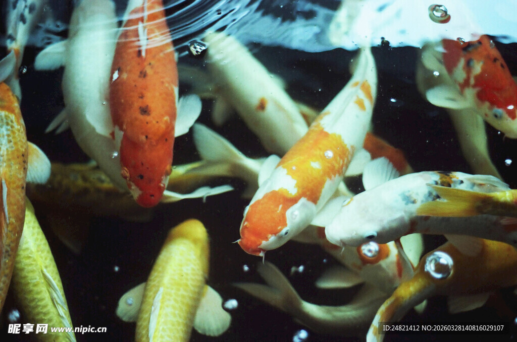 池塘中游动的多彩锦鲤