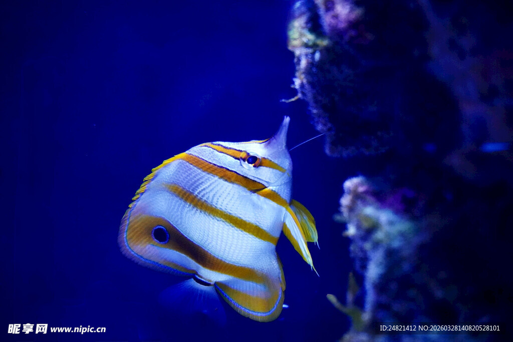 水中悠游的条纹海水鱼