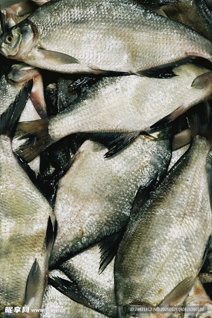一堆新鲜的银色鱼类