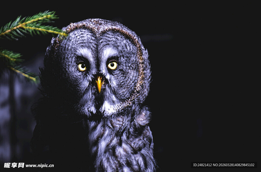 凝视的灰猫头鹰