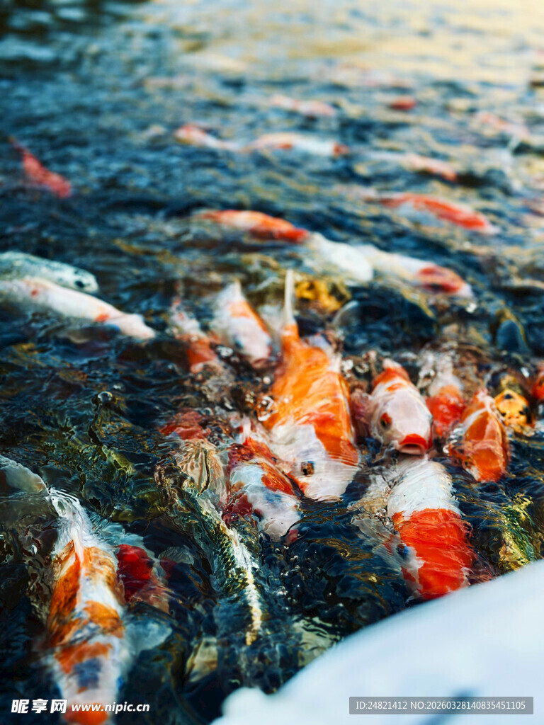 池塘中游动的多彩锦鲤