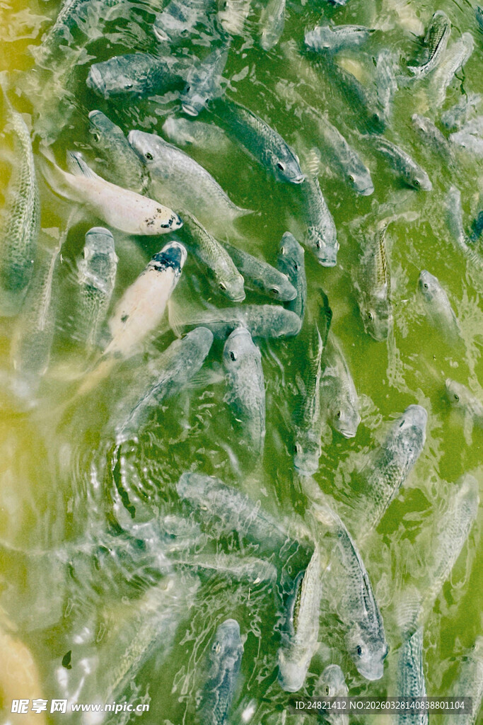 池塘中密集游动的鱼苗