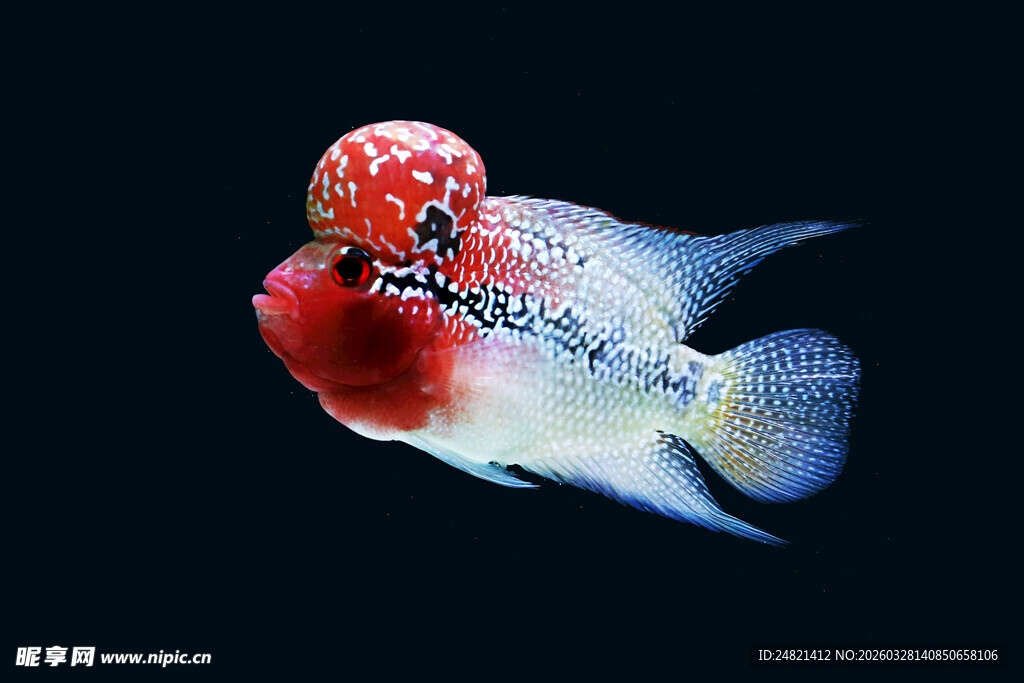 色彩艳丽的观赏鱼