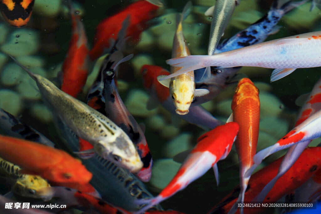 多彩锦鲤水中畅游