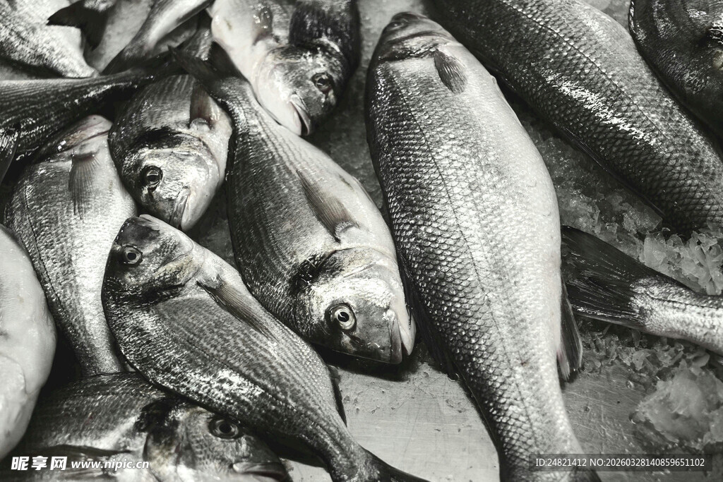 一堆鲜鱼特写