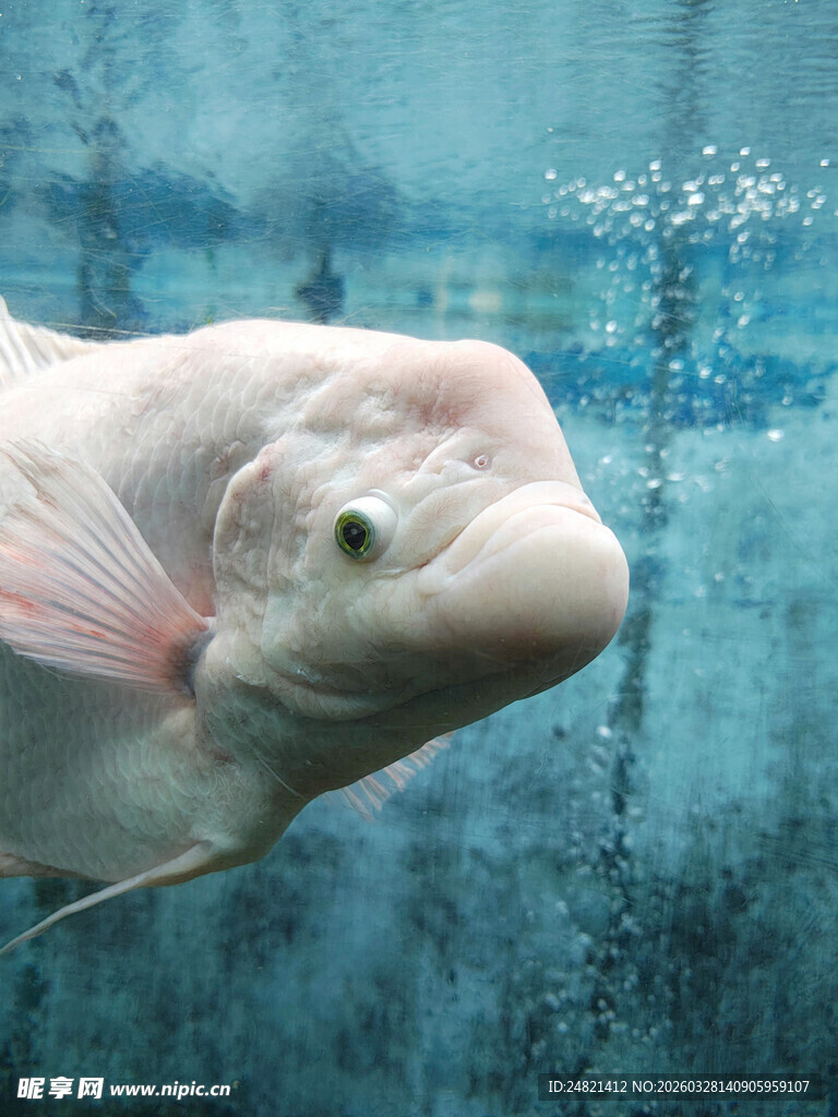 呆萌白金鱼特写