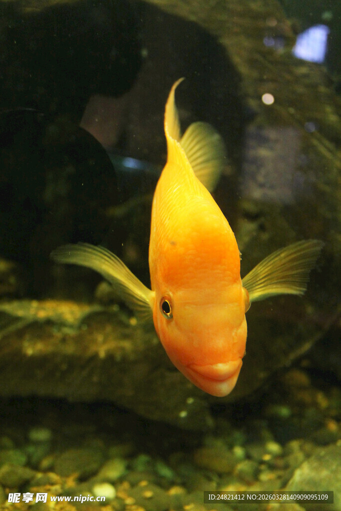 橙黄金鱼悠游于水族箱