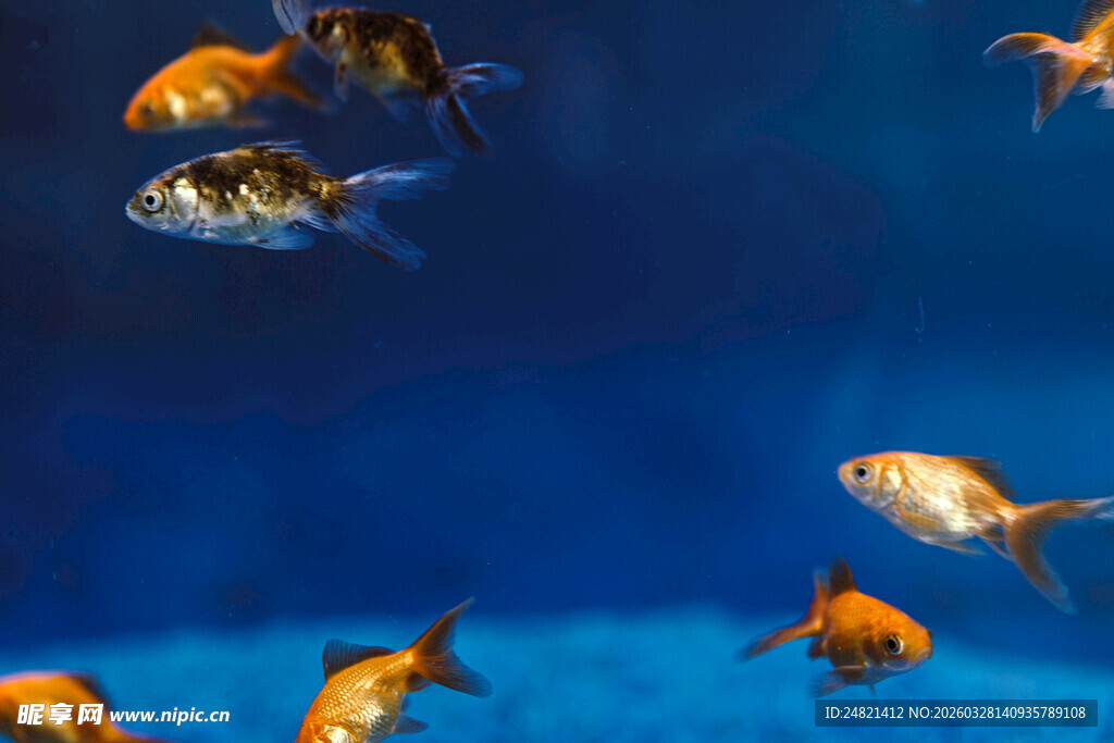 畅游的多彩金鱼