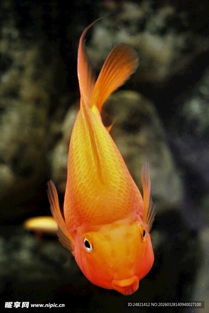 可爱金鱼头部隆起