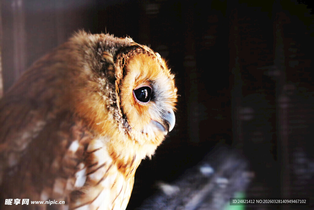 棕色猫头鹰特写