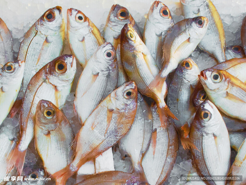 一群色彩斑斓的小鱼