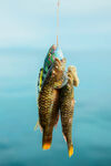 钓获的多彩鱼儿挂于绳上