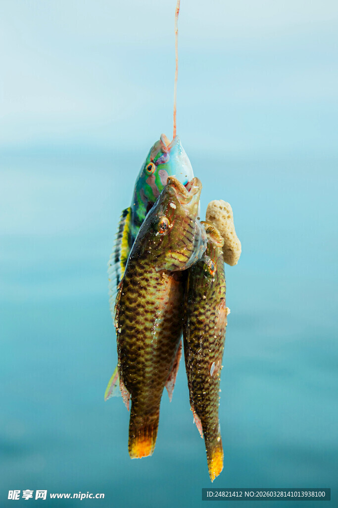钓获的多彩鱼儿挂于绳上