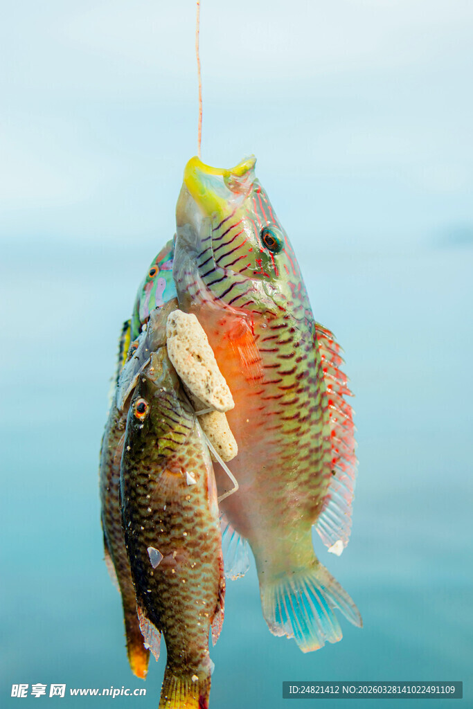 悬挂的多彩鲜活鱼儿