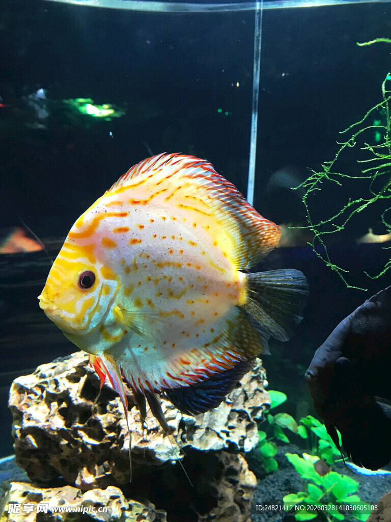 多彩七彩神仙鱼游于水族箱