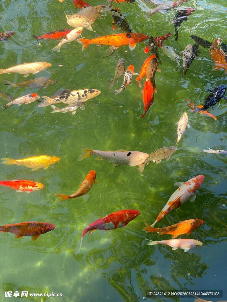 池塘中游动的多彩金鱼