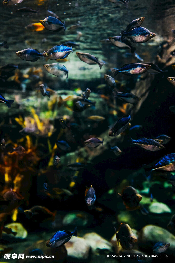 多彩水族箱中的斑斓鱼群