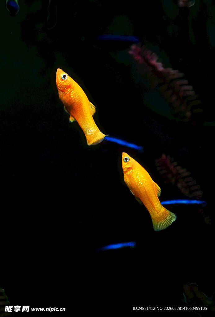 水中双游的艳丽观赏鱼