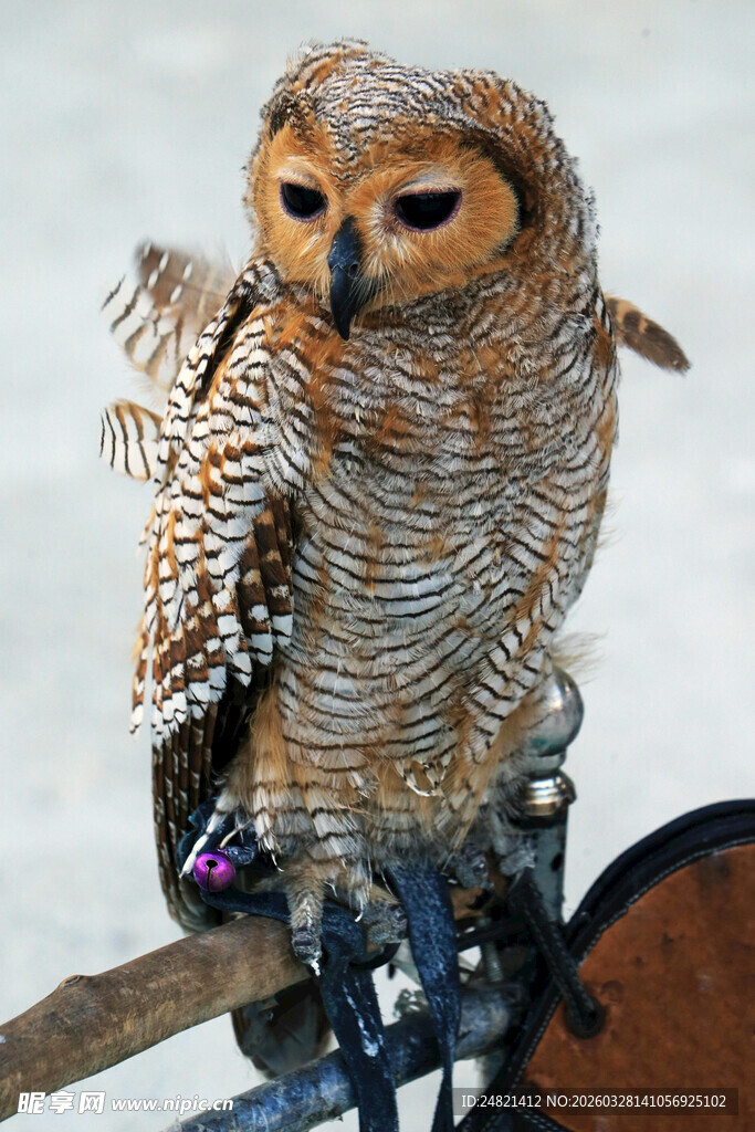 猫头鹰栖息于枝头