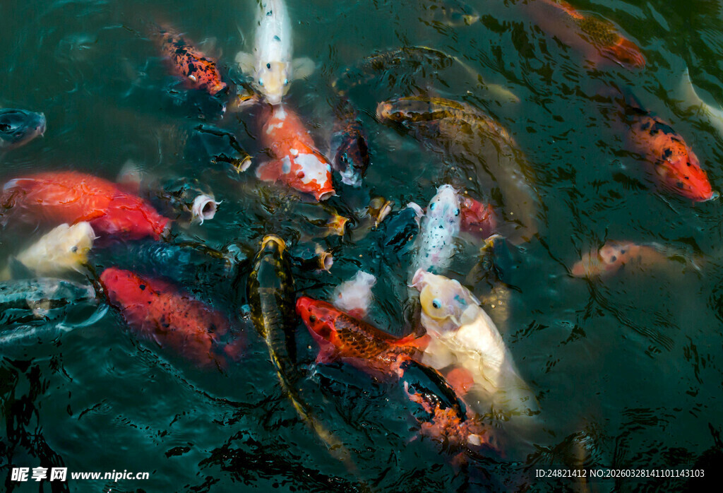池塘中游动的多彩锦鲤