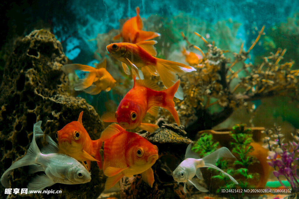 多彩金鱼畅游海底景观