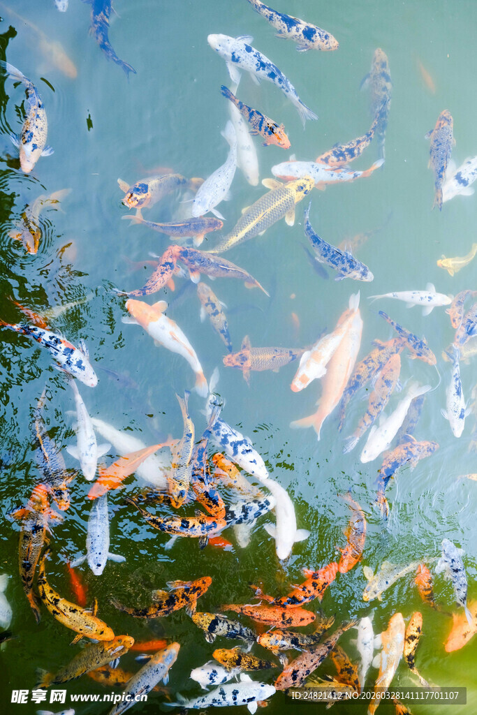 池塘中游动的多彩锦鲤