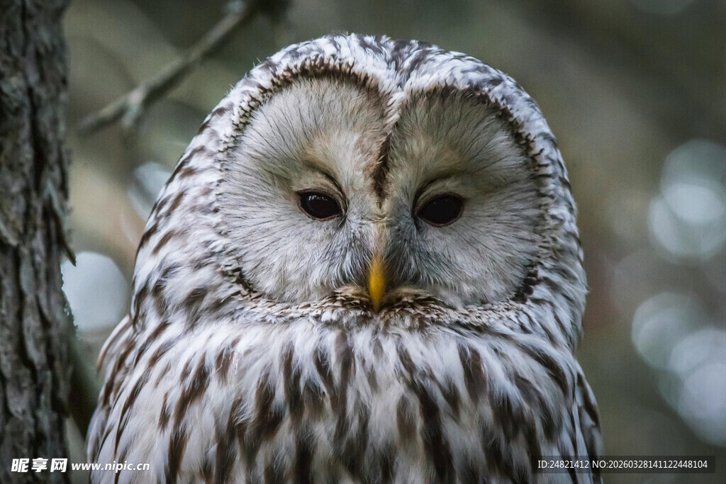 雪鸮栖息于树干旁