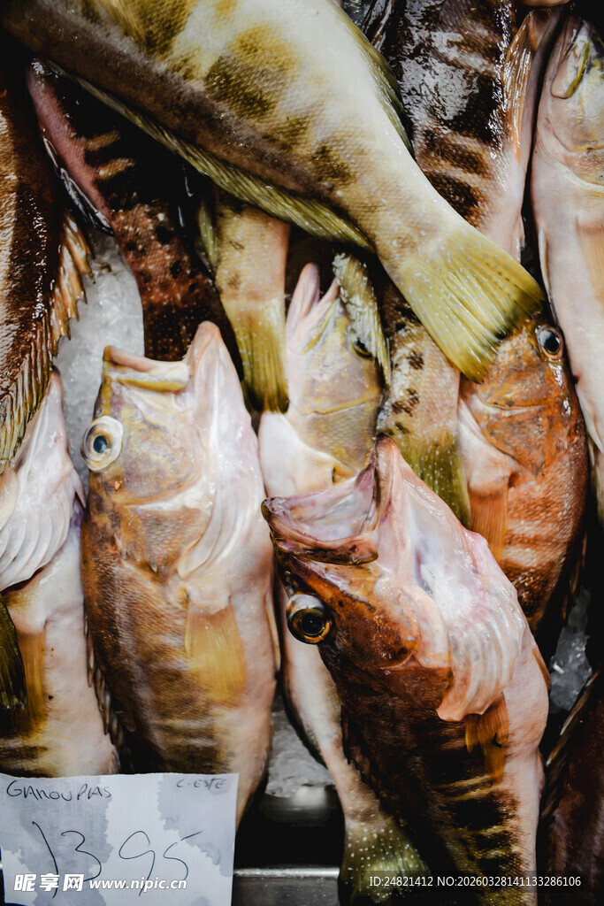 新鲜多样的海鱼陈列