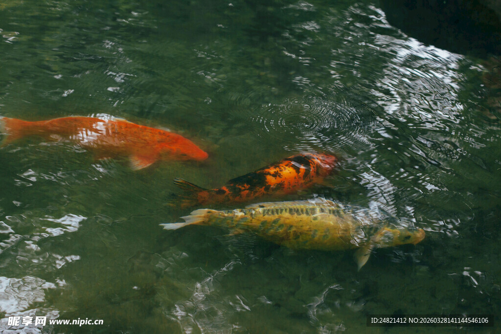 池塘中游动的多彩锦鲤