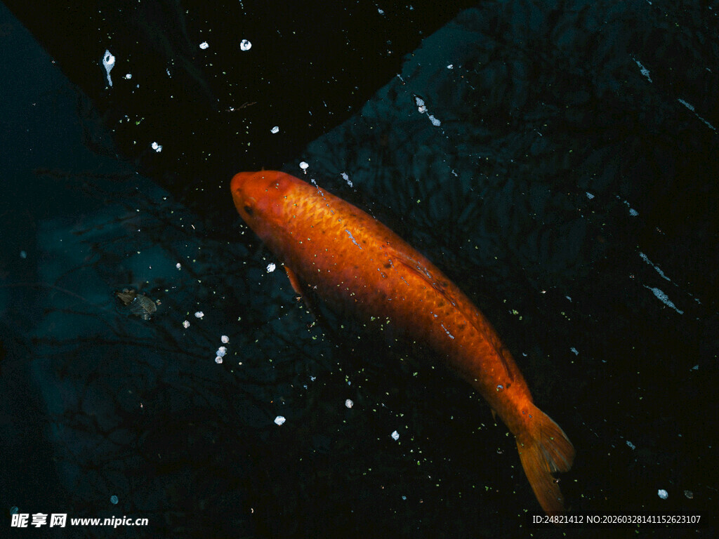 水中游弋的橙红色金鱼