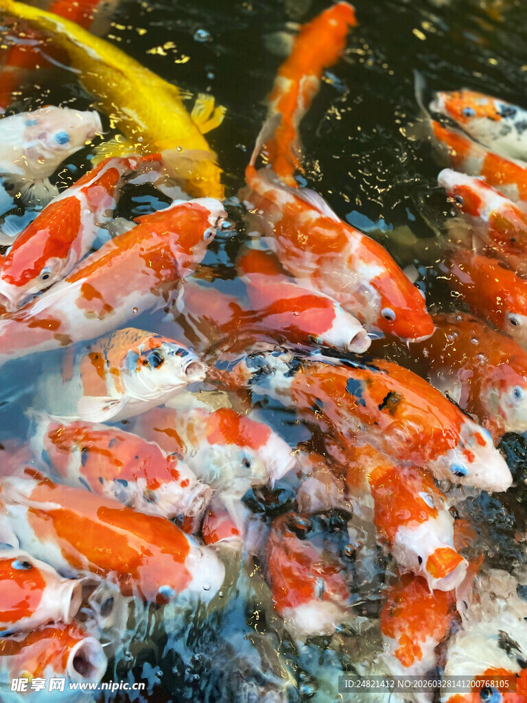 池塘中游动的多彩锦鲤