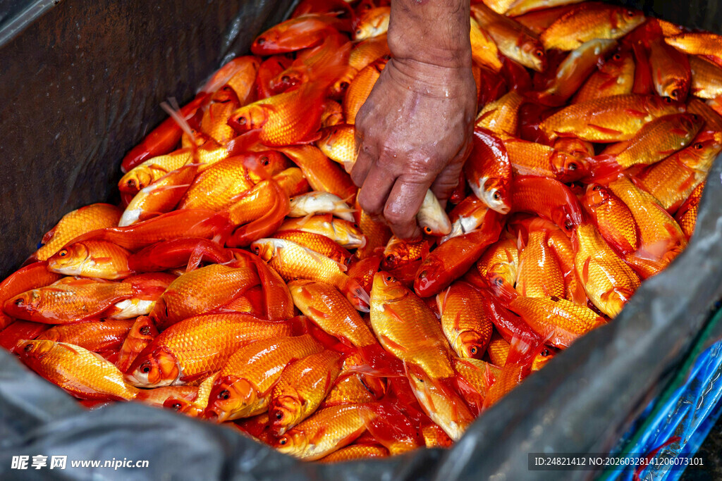 手触满满橙色观赏鱼