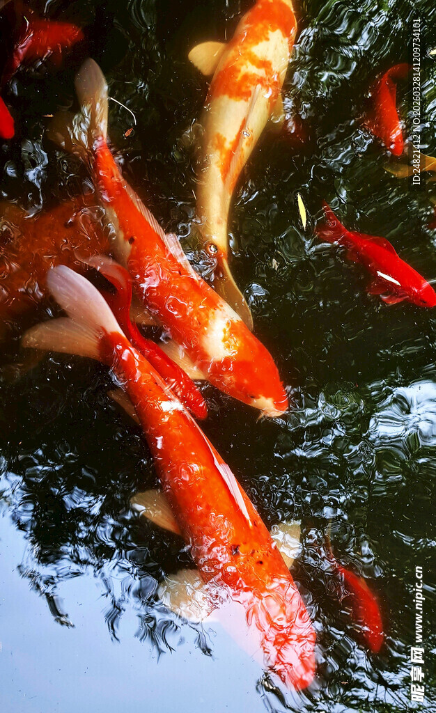 池塘中游动的多彩锦鲤