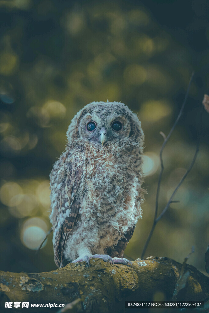 栖息枝头的可爱猫头鹰