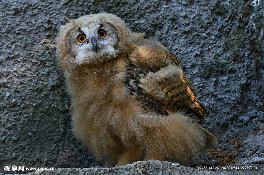 可爱猫头鹰栖息于岩石上
