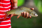 手持肥硕河鱼的瞬间