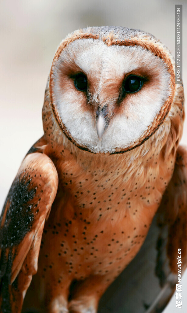 棕色猫头鹰特写