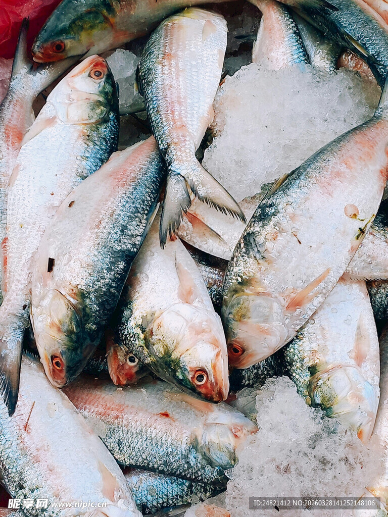 冰鲜海鱼堆叠展示