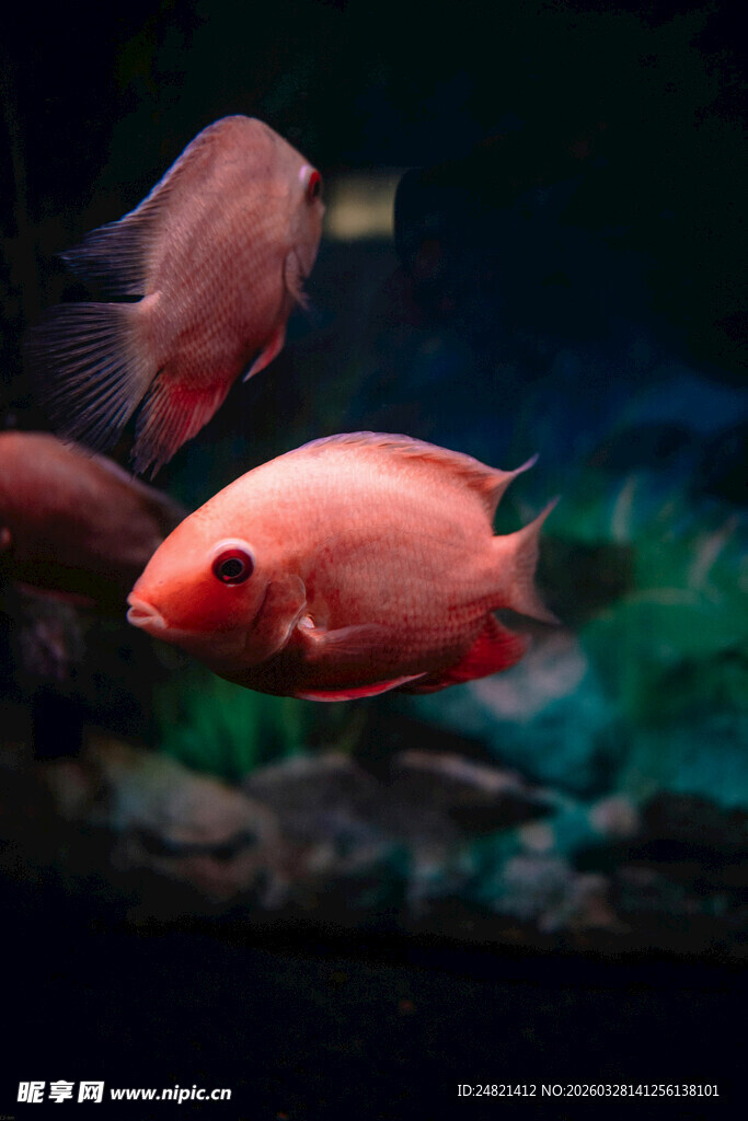 艳丽红鱼在水中悠游