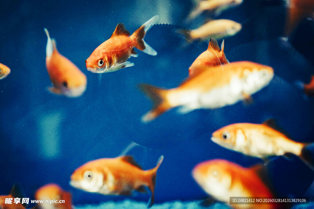 畅游的多彩金鱼